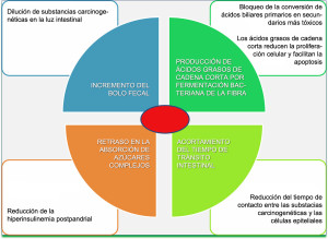 mecanismo de acción de disminución riesgo de cáncer colorrectal por la fibra