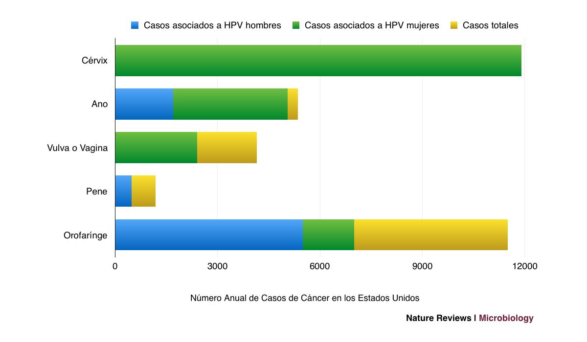 Proporción de cánceres causados por HPV en los Estados Unidos