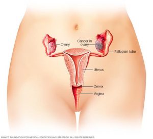 galeria de imagenes